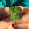 Fumi🍀 的头像