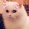YUKI profil fotoğrafı