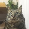 Profilbild von ティガー