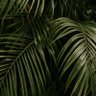 Фото профиля NiftyParms