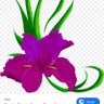 Rosa profil fotoğrafı