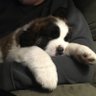Profilbild von Big Paw