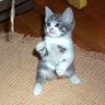 テッシー 的头像