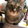 Фото профиля さくらねこ