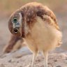 Profilbild von Maha Mula