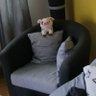 Sentfromthegreyarmchair's profile picture
