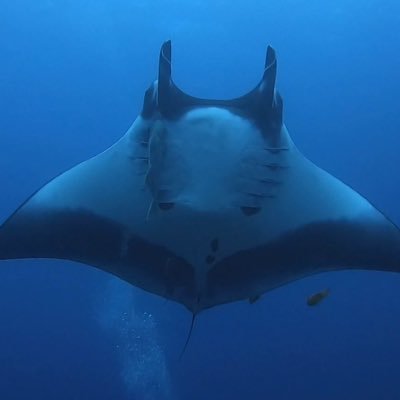 ocean diving(O)'s profile picture