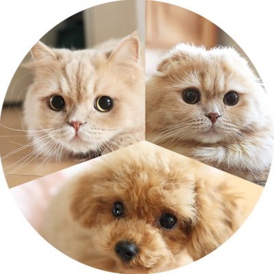 BellSuzuchan's profile picture