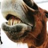 CrazyCanuck63's profile picture