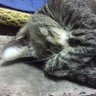 Kircheis 小孩貓🐱 profil fotoğrafı