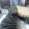 覚醒系Q猫(=ﾟωﾟ=)✨✨光 profil fotoğrafı