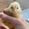 Profilbild von chicken (duck mom)