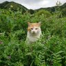 Profilbild von ぱぱう