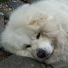 もつゆき profil fotoğrafı