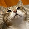 Profilbild von スパイク