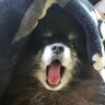 しょこさん 的头像