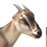 Live Goats 24/7 🐐 的头像