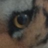 Phoenix@0077's profile picture