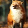 Дарья Акифьева profil fotoğrafı