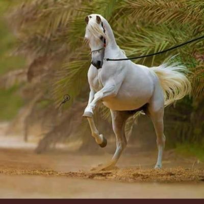 ثَامِرُ الشَّايُوشْ's profile picture