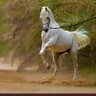 Фото профиля ثامر الشايوش