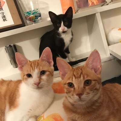 うにむぎはちむーの保護猫シェルター😸🇯🇵's profile picture