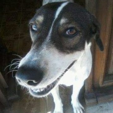 Animais Recife 🐶🐱🐾's profile picture