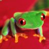Frogger! 的头像