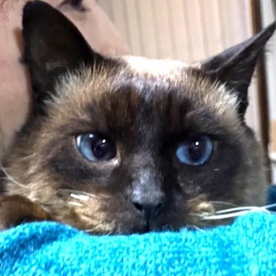 aya_hoshikun's profile picture