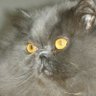 Christine 🇨🇵🇪🇺🦥💉💉💉💉💉💉💉💉's profile picture