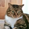 GeriLJ 💙 🏴󠁧󠁢󠁷󠁬󠁳󠁿 😺's profile picture