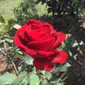 Фото профиля Dr. Gardenista