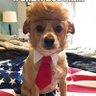NeverTrumper profil fotoğrafı