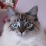 Pascal🍀's profile picture