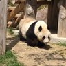 kaokazu profil fotoğrafı