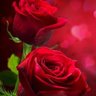 Garden, Rose profil fotoğrafı