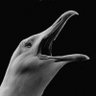 Hele von der Vole's profile picture