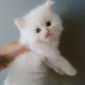 Profilbild von Wild Cat