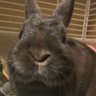 Profilbild von うさぎ