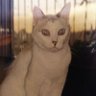 Profilbild von まここ