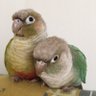 ナナ♂ 的头像