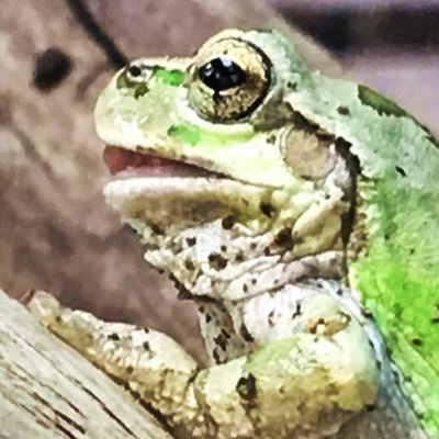 はらペコ's profile picture