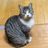 テト's profile picture