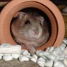 カラスは可愛いのですよ? 的头像