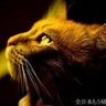 隣人12号's profile picture