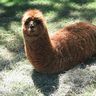 あくしあ profil fotoğrafı