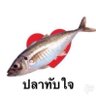 Фото профиля น้ำพริกปลาทู