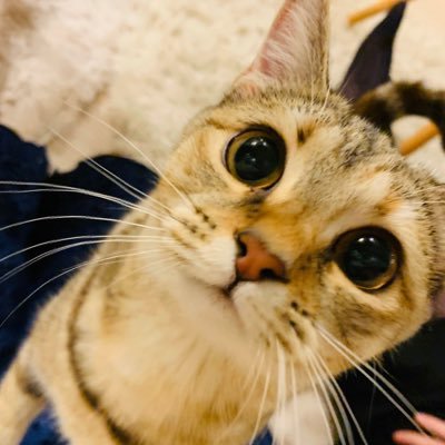 marshallizm9's profile picture