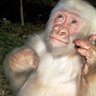 Albino Guerrilla 🇺🇦's profile picture