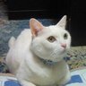 にゃーしろ🐈 的头像